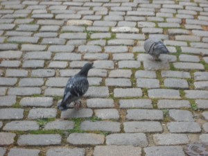 Les passants nourrissent les pigeons